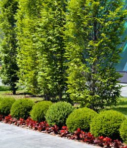 Commercial Landscape Design